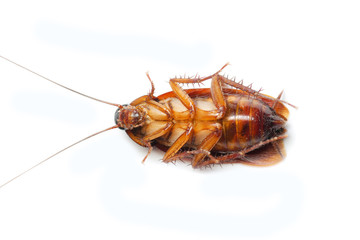 Cockroache dead on white background.