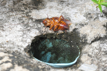 Cockroache dead on nature background.