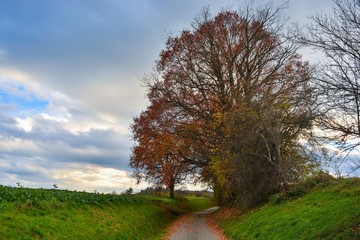 Obraz premium Autumn landscape and a path