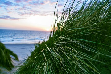 Green gras on a windy dune at north sea beach.