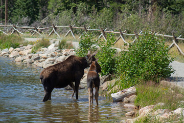 moose in water