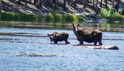 moose in lake