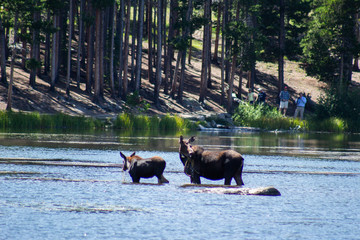 moose in lake