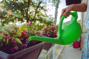 Young beautiful woman watering plants flowers on her balcony of the home house using bucket with...