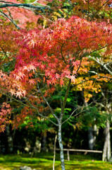 Scenery around Mt.Takao in Kyoto,Japan.