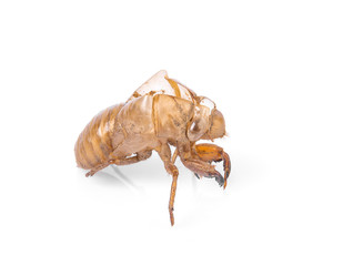 cicada isolated on white background