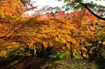 Scenery around Mt.Takao in Kyoto,Japan.