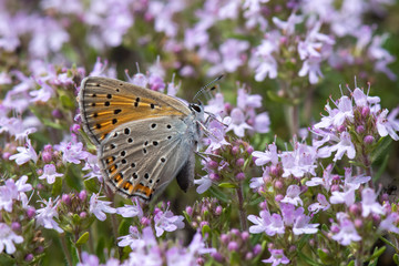 butterfly on flower