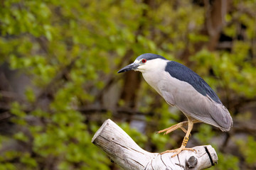 Black-crowned night heron on log