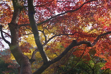 Scenery around Mt.Takao in Kyoto,Japan.