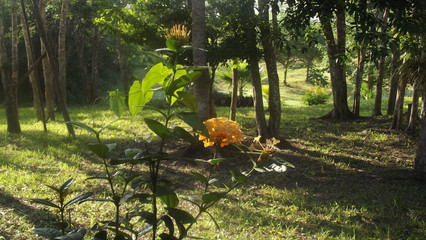 planta