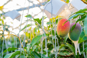 マンゴー農家のビニールハウス