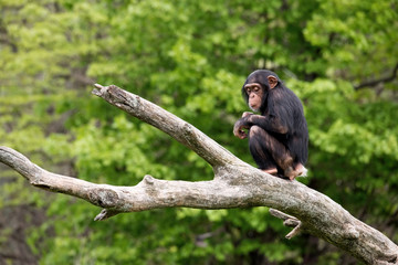 Young chimp on a log