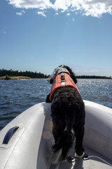 dog wearing lifejacket in dingy at Collins Inlet, Ontario, Canada