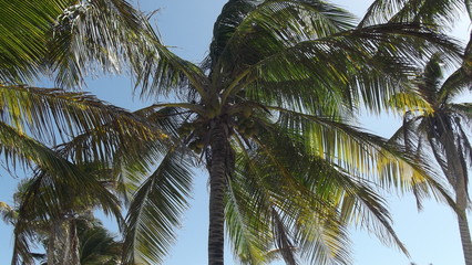 palmera