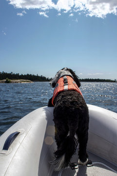 Dog Wearing Lifejacket In Dingy At Collins Inlet, Ontario, Canada