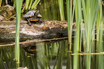 Painted turtle on a log