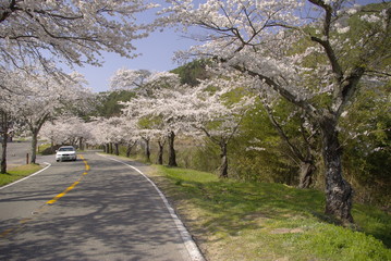 벚꽃. 백양사. 길. 도로.. 배경. 봄. 풍경. 주말. 관광. 한류. 이미지.