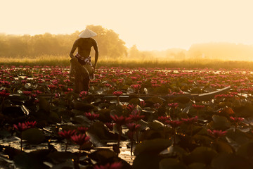 The Asian men villagers are on a wooden boat. Fishing in red lotus pond The fishing equipment is...