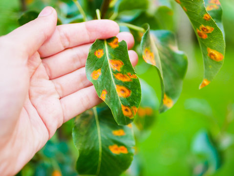diseased pear leaves. Disease of leaves and vines of pears close-up of damage to rot and parasites. The concept of protection of industrial pear garden