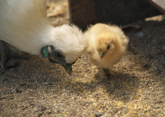 ニワトリの親子