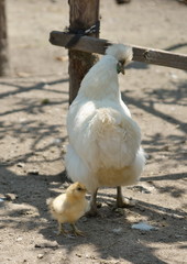 ニワトリとヒヨコ