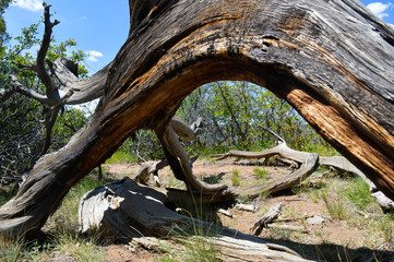 A fallen tree forms an arch, displaying many different shades of brown and bleached wood in the Black Canyon