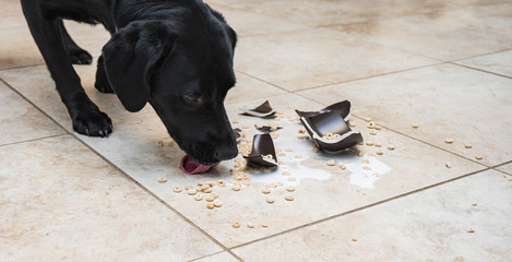 Dog licking up a mess - obrazy, fototapety, plakaty