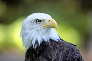 Portrait of an American bald eagle