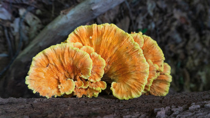 Chicken of the Woods Mushroom growing wild in the forest. Foraging edible mushrooms in the wilderness.  © James