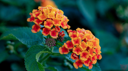Orange Flower.A.2