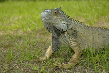 이구아나. 파충류. 애완용.