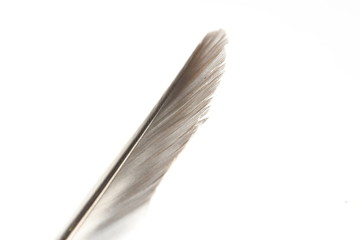 Feather5