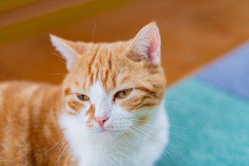 リビングでくつろぐ茶白ネコ