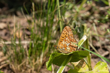 butterfly on leaf