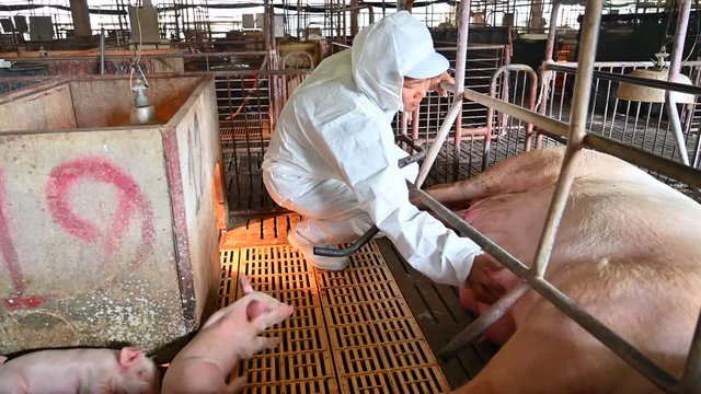 Asian veterinarian working and checking the big pig healthy in hog farms, animal and pigs farm industry