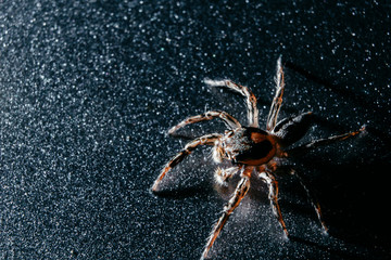 spider on a leaf