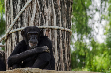 Mono pensativo sentado en un árbol