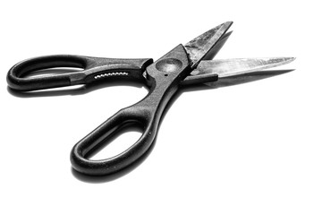 Poultry Shears in Black and White
