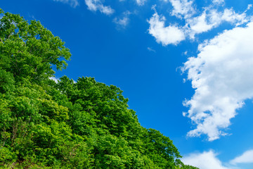 【資料画像】新緑と青空、雲