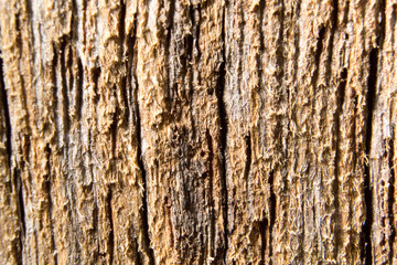 tree bark texture