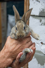 gray rabbit in hands on a gray background