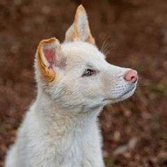 Australian Dingo Puppy