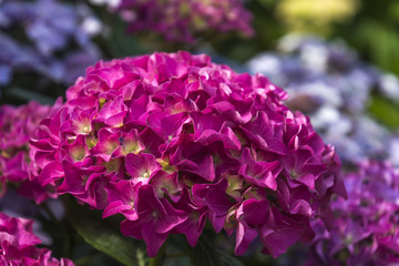 Hydrangea