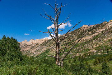 A Stag and the Ruby Mountains in Lamoille Canyon