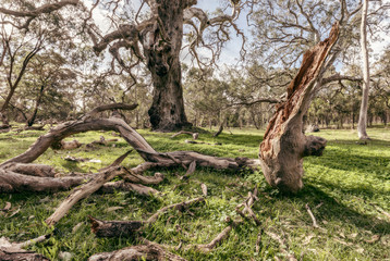 Fototapeta premium Woodlands scene with gum trees 