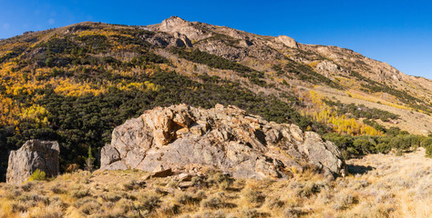 Aspen in Fall Colors in Lamoille Canyon