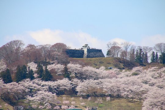 春の霞ヶ城公園（福島県・二本松市）