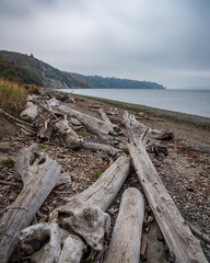 Dead trees on a cloudy day of Pacific Northwest coast