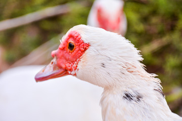 Muskovy Duck wild
